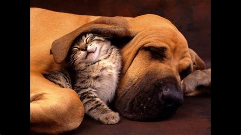 A row of dogs and cats of different breeds. Cats and Dogs Sleeping Together Supercute Compilation 2016 ...