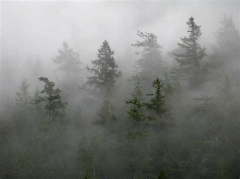 Mist In Trees Flickr Photo Sharing