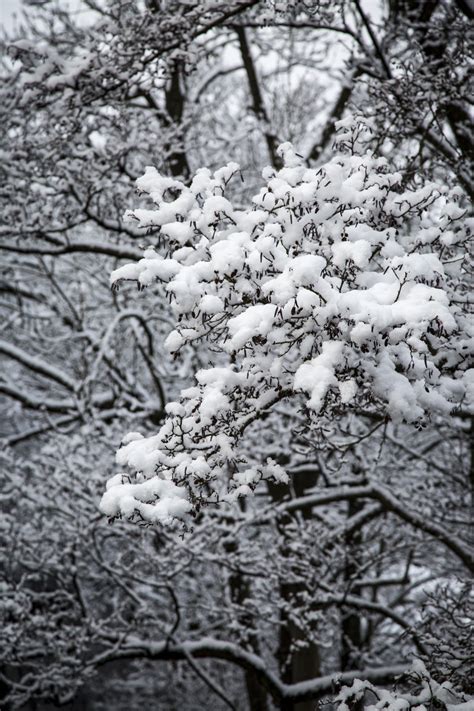 Snowy Tree Branch Free Stock Photo Public Domain Pictures