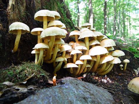 Nature Plant Mushrooms Forest Forest Floor Moss 20 Inch By 30 Inch