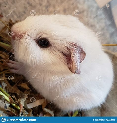 White Baby Guinea Pig Stock Image Image Of American 152689285
