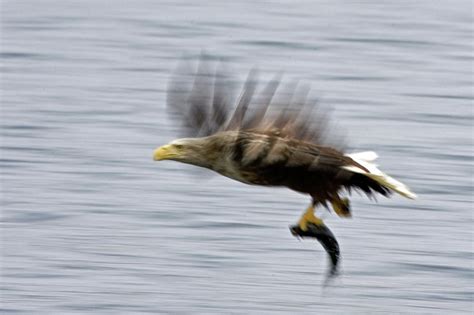 White Tailed Sea Eagle In Norway Photograph By Fritz Polking Vwpics