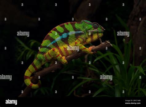 Colorful Lizard Beautiful Panther Chameleon Stock Photo Alamy
