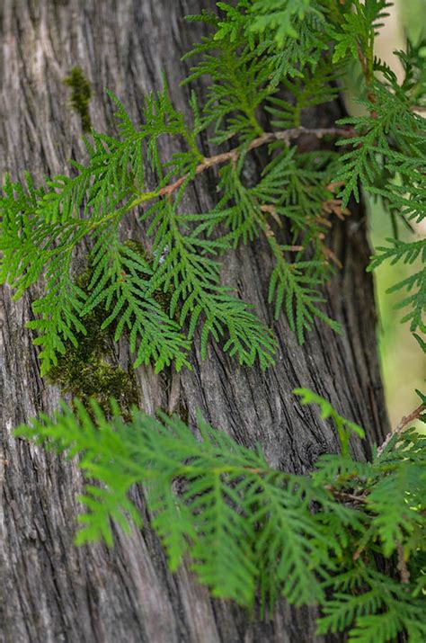 The Many Types Of Cedar Trees