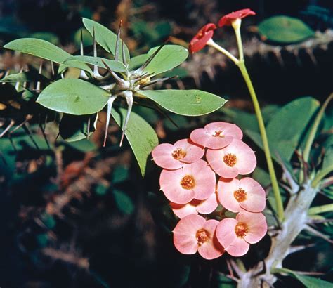 Crown Of Thorns Plant Facts Foliar Garden
