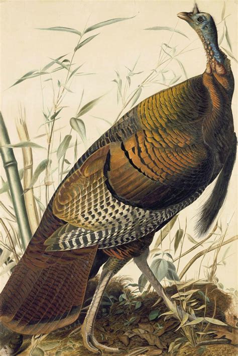Just In Time For Thanksgiving A New Audubon Exhibit With The Gallant