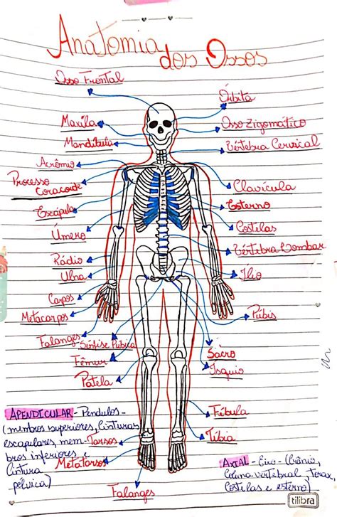Sistema EsquelÉtico Anatomia Sistema Esquelético Anatomia Dos