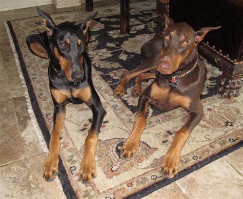 Dobermans Rex And Henry 13 Months Old Animaux