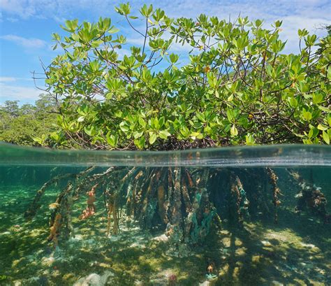 Mangrove Forests Can Rebound Thanks To Climate Change Its An