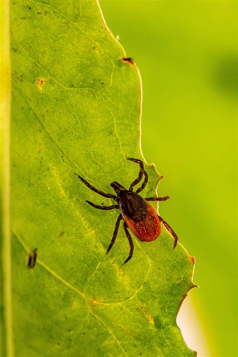 A Deep Look Into Lyme Disease Qa With Holtorf Medical Groups Dr