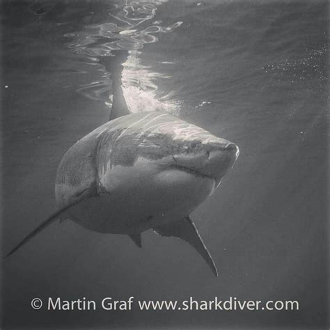 Great White Shark Requin Blanc Requin Animales