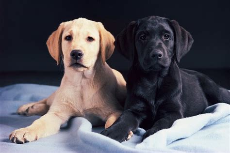 Diferencias De Temperamento Entre Perros Y Perras