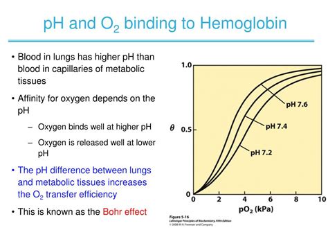 Ppt Chapter 5 Function Of Globular Proteins Powerpoint Presentation