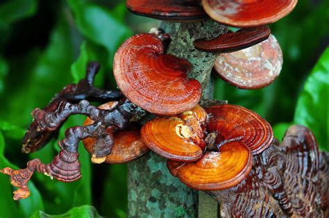 Reishi Mushrooms 4 Health Benefits Of This Medicinal Mushroom Your