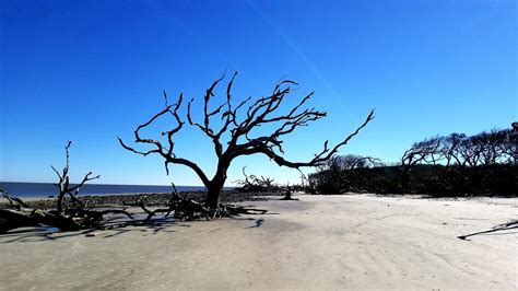 Driftwood Beach At Jekyll Island Jacksonville
