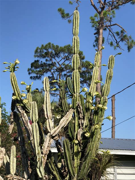what-kind-of-cactus-is-this-in-9b-10a-whatsthisplant