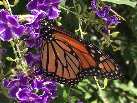 Monarch Butterfly Zoochat