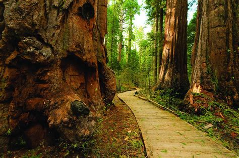 Californias State Parks Still Sublime Save The Redwoods League