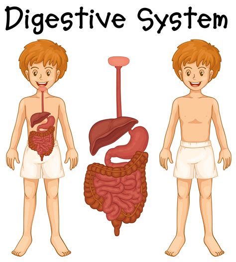 Human Digestive System For Kids Vector Color Cartoon