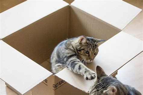 Cats Out Of The Box Cats Funny Jokes Dropbox