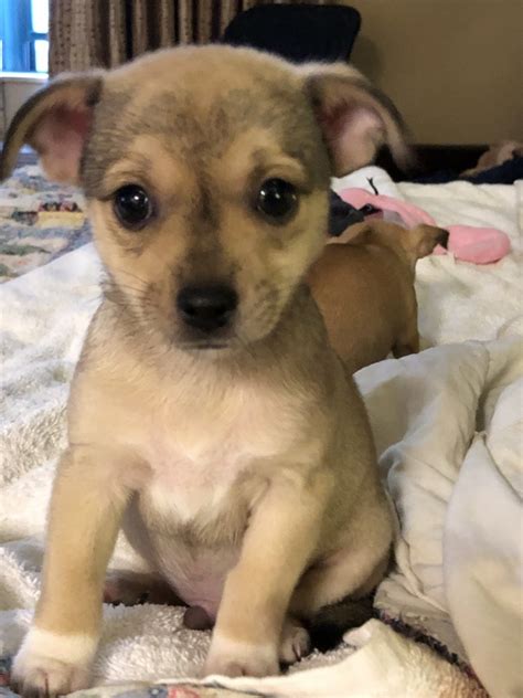 Chihuahua Puppies For Sale Tacoma Wa 331229 Petzlover