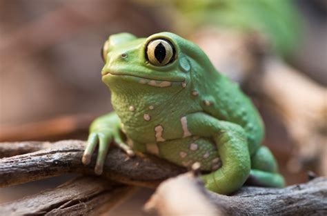 Waxy Monkey Tree Frog Facts And Pictures