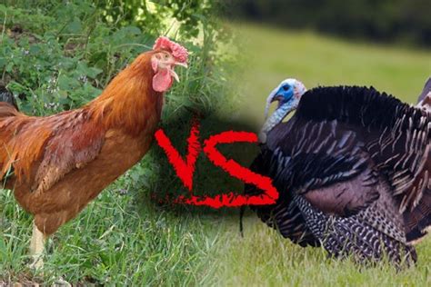 Chicken Versus Turkey Which Is Best 220 Triathlon