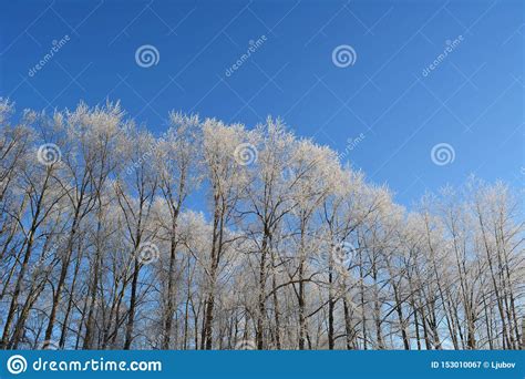 Winter Forest Trees Covered With Hoarfrost On The Background Of Blue