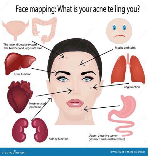 Face Mapping For Acne Cute Man Cartoon Face Illustration 226769932
