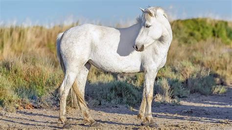 Camargue Horse Facts And Information Breed Profile Ahf