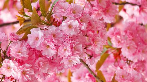Japan Cherry Blossom Tree Drawing 4k Wallpaper Blossom Sakura Cherry