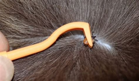 How To Remove A Tick From Your Pet Safely And Easily Barkly And Meows