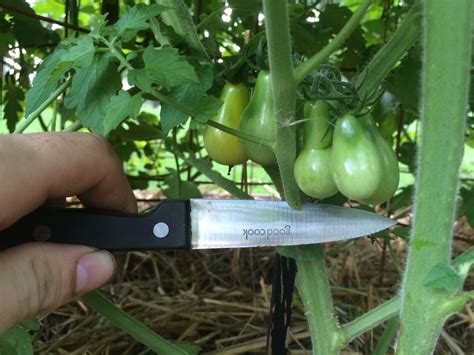Pruning Tomatoes For Maximum Yield Growing Tomato Plants Pruning