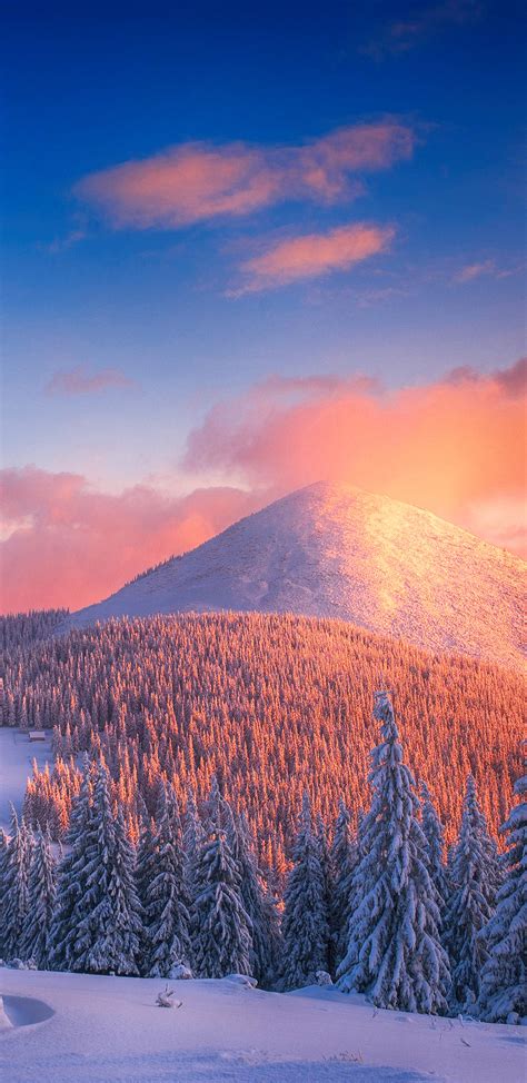 1440x2960 Snowy Pine Trees And Mountains 4k Samsung Galaxy Note 98 S9