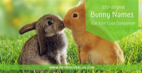 500 Bunny Names For Your Pet Rabbit Pet Rescue Blog