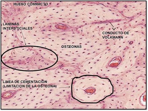 Histoembriologia Embriologia E Histologia Del Sistema Circulatorio Sexiz Pix