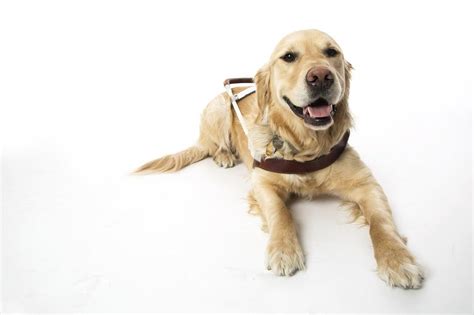Woof 9 Interesting — And Surprising — Facts About Guide Dogs Perkins
