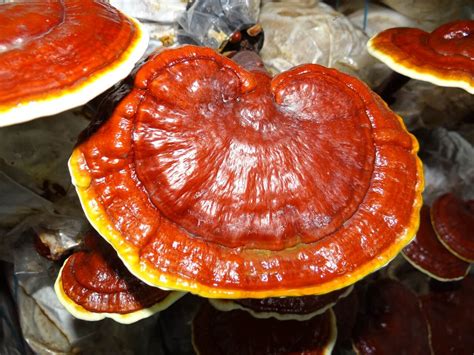 Benefits Of Reishi Mushrooms To Your Body Things That Are Awesome