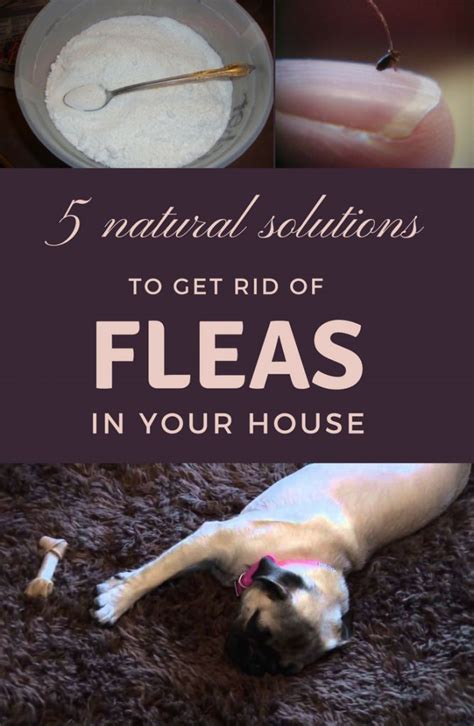 5 Natural Solutions To Get Rid Of Fleas In Your House Flea Remedies Home Remedies For Fleas