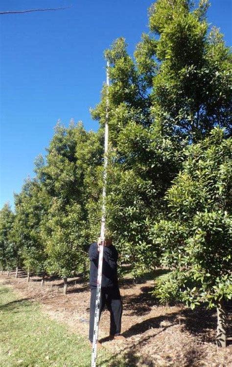 Elaeocarpus Reticulatus Prima Donna Blueberry Ash Ex Ground