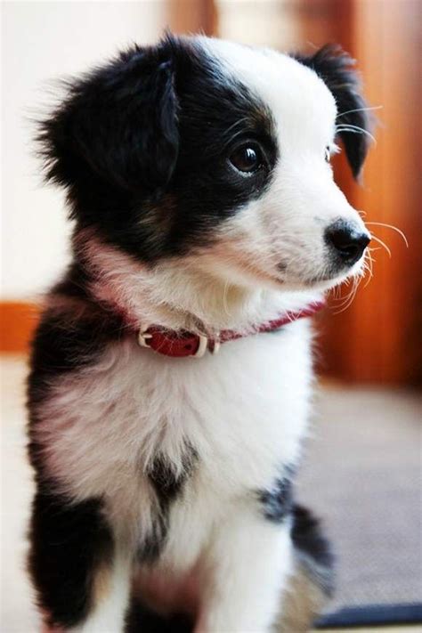 Beautiful Border Collie Puppy Petsetter Super Cute Puppies Cute