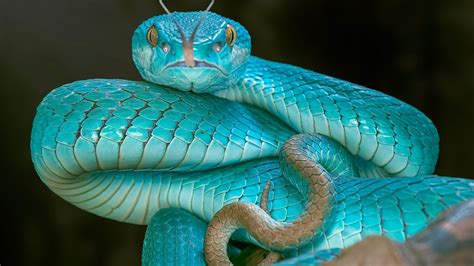 Blue Pit Viper Snake Wallpaper Backiee