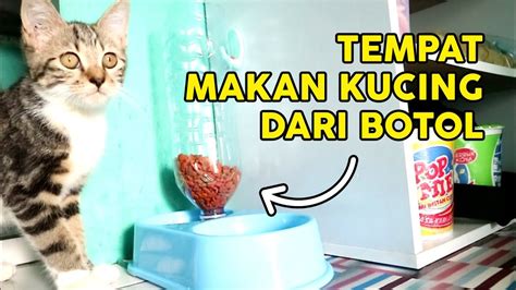 6 tutorial termudah bikin mainan kucing, cuma butuh tiga bahan! Cara Membuat Makanan Kucing Dari Ikan