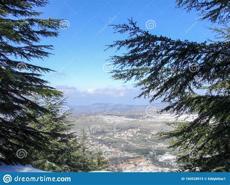 Arz Al Barouk Lebanon Cedars Snow Season Stock Image Image Of Green