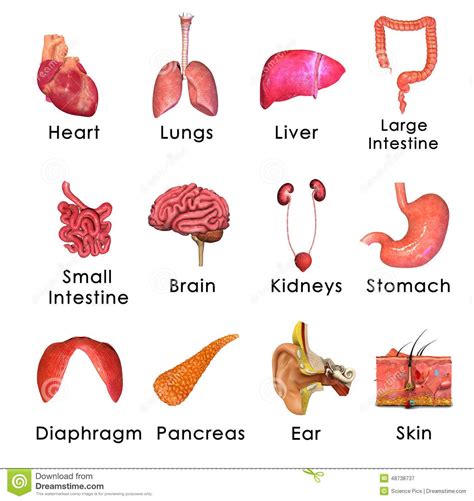 Human Organs Picture Of Body Human Body Diagram Body Organs