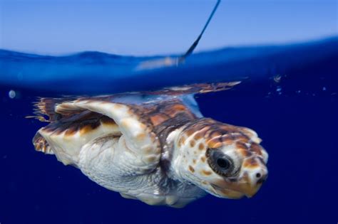 Sea Turtles Lost Years California Academy Of Sciences