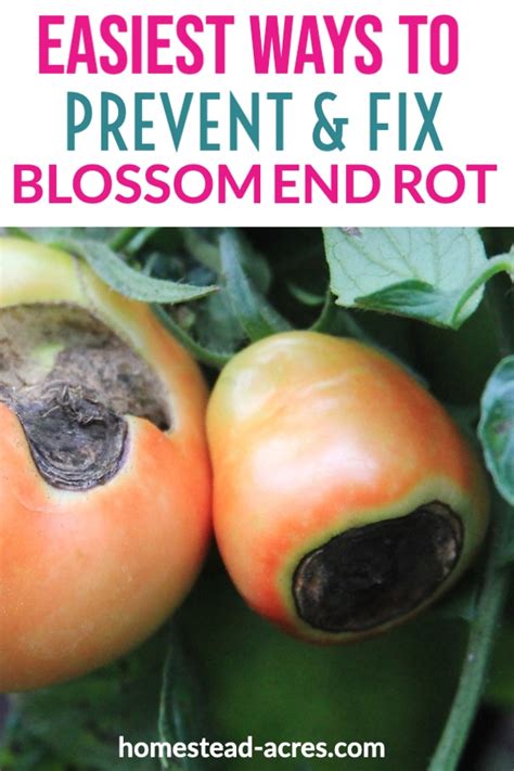 Blossom End Rot On Tomatoes Prevent Treat And Reverse Homestead Acres
