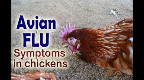 The type with the greatest risk is highly pathogenic avian influenza (hpai). Bird Flu Symptoms, H5N1, Avian influenza in poultry ...