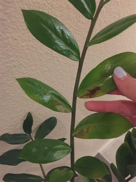 Help My Zz Plant Has Translucentbrown Spots Shes Been Very Healthy