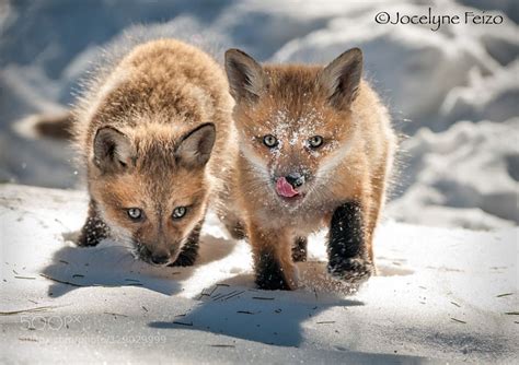Young Foxes Playing In Snow Cute Baby Animals Baby Animals Young Fox